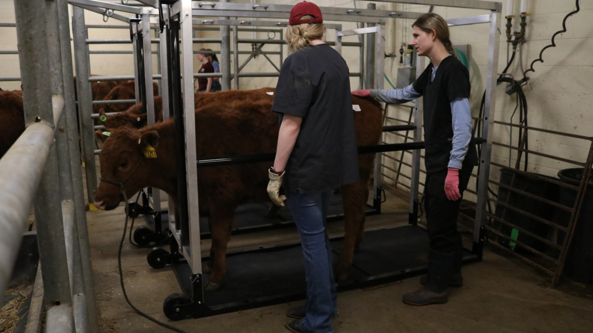 University researchers study acute heat stress in feedlot cattle