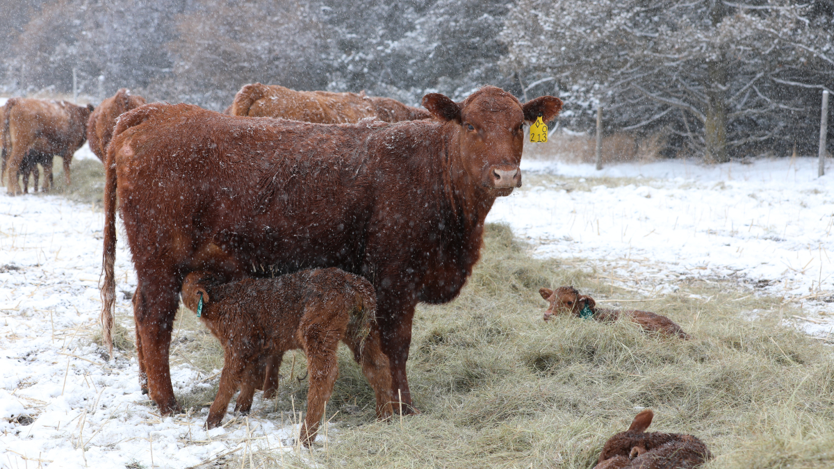 Beef producers can work with UNL veterinarians at one-day Cow-Calf College